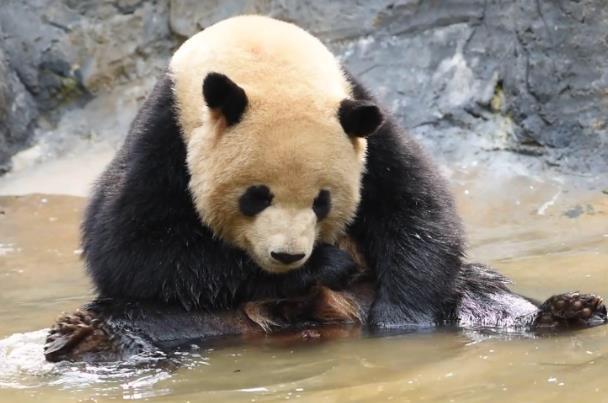 昆明大熊猫在哪个动物园 哪里有大熊猫