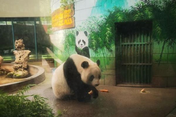 天津哪里可以看大熊貓