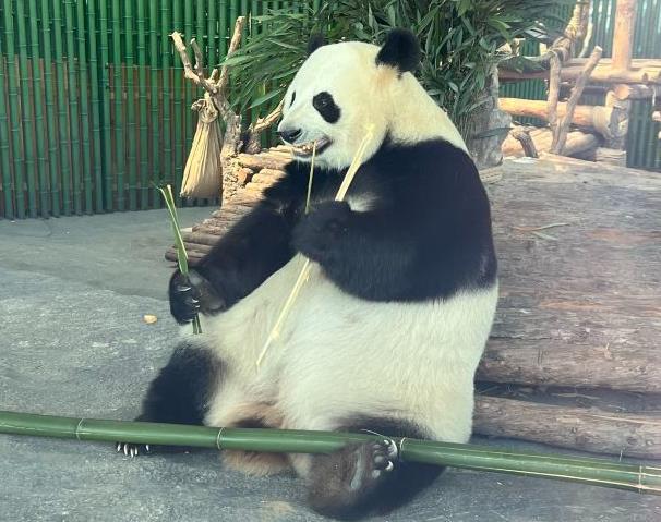 天津哪里可以看大熊猫