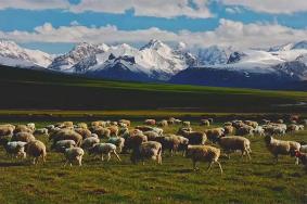2024新疆帕克勒克草原景区旅游攻略-门票价格-景点信息