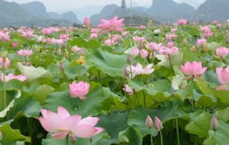 昆明荷花几月份开 2023昆明荷花观赏地点推荐+门票+最佳观赏时间