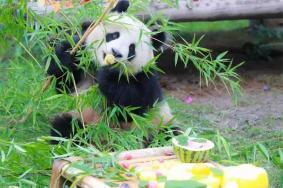 西安秦岭野生动物园有熊猫吗 附熊猫名字