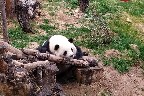 青藏高原野生动物园有哪些动物