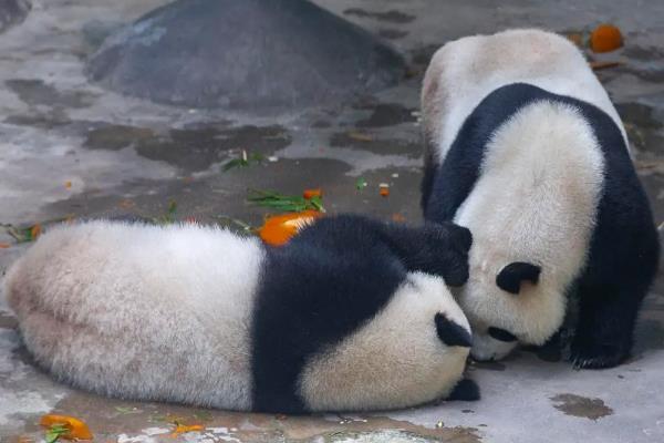 南京哪里可以看大熊猫 看大熊猫去哪个动物园好