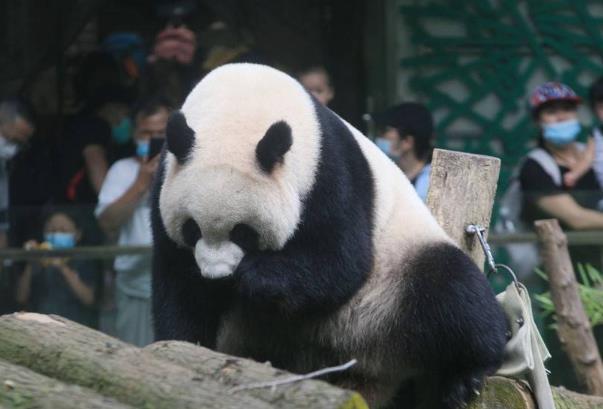 南京哪里可以看大熊貓 看大熊貓去哪個動物園好