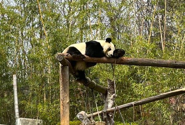 南京哪里可以看大熊貓 看大熊貓去哪個動物園好