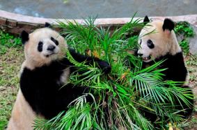 2024广州动物园熊猫馆开放时间