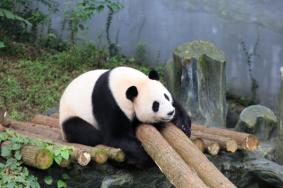 南京红山动物园有熊猫吗