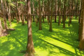 青山湖国家森林公园游玩攻略