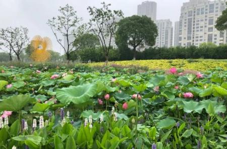 2023上海荷花展攻略 上海最佳荷花观赏地方+门票+花期