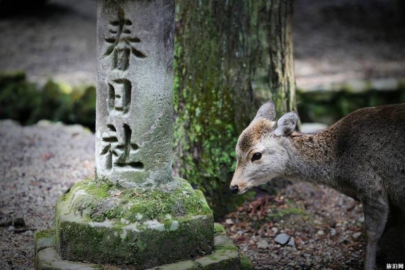 奈良一日游怎么安排为好 奈良旅游必去景点