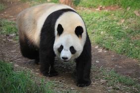 宁波野生动物园熊猫叫什么