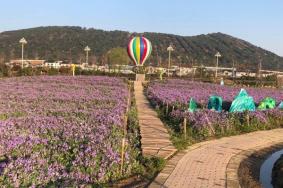 太湖花海门票多少钱2024