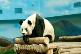 亚布力熊猫馆门票多少一张2024