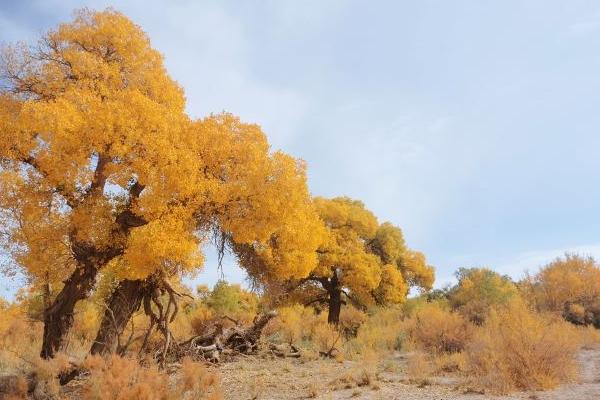 黑城弱水胡杨林景区在哪里