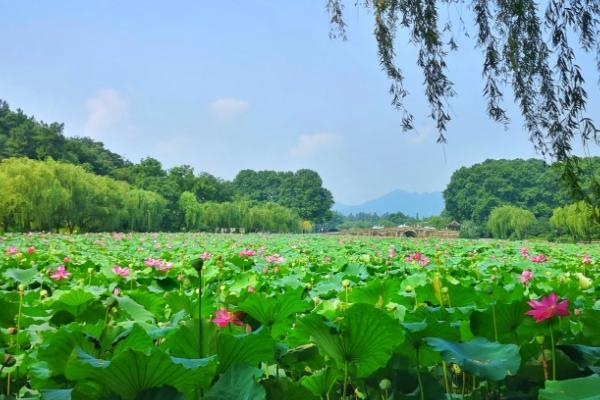 杭州夏天赏花的地方有哪些 夏天有什么花