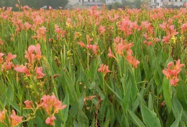 杭州夏天賞花的地方有哪些 夏天有什么花