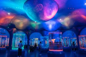 2023曲靖海昌海洋探索馆门票多少钱 附优惠政策