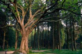 南京中山植物园在哪里 坐几号地铁