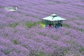 泗安薰衣草风情园旅游攻略-门票价格-景点信息