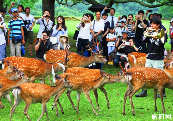 奈良的鹿为什么会鞠躬 奈良的鹿是什么品种