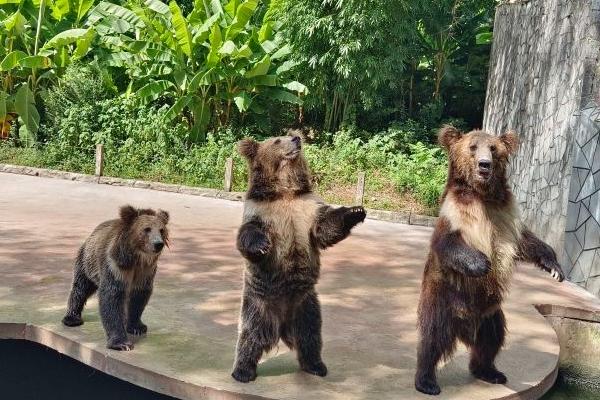 2024贵州森林野生动物园开放时间