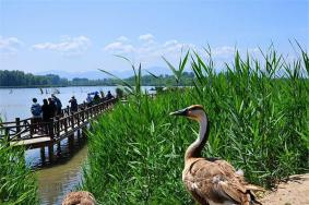 2024北京野鸭湖国