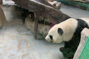 厦门灵玲动物园有没有熊猫