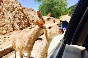 北京八達嶺野生動物園游玩攻略-門票價格-景點信息