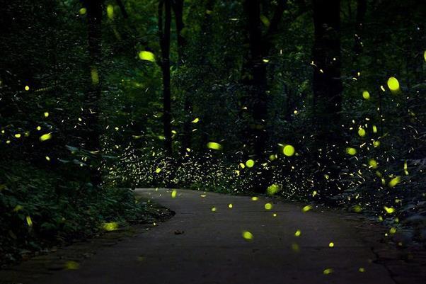 杭州哪里看萤火虫最好