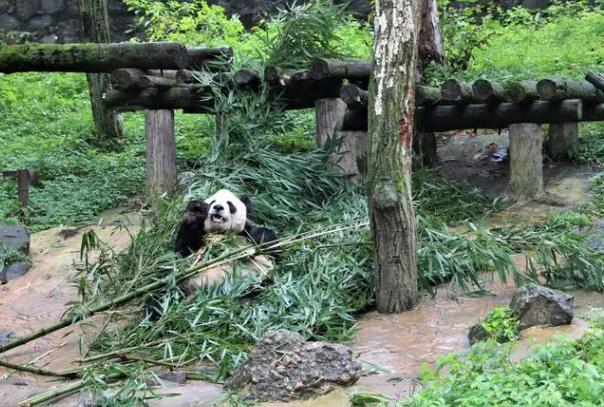 都江堰绝美打卡地点有哪些