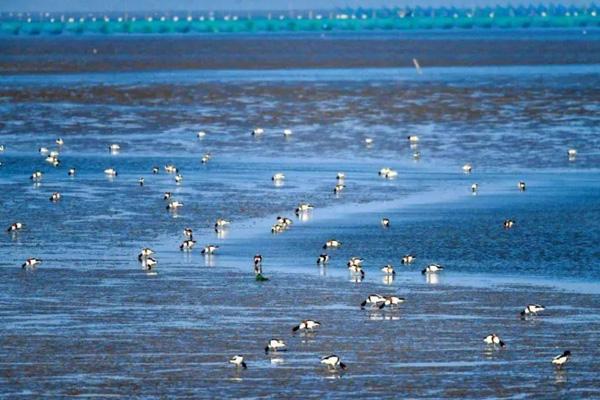 條子泥景區游玩攻略-門票價格-景點信息