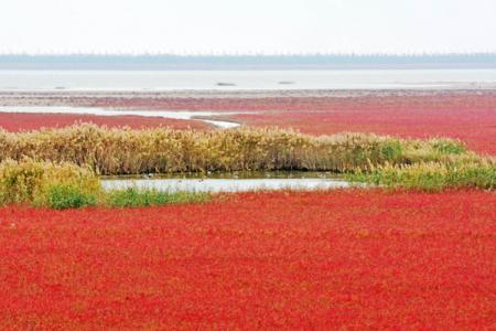 条子泥景区游玩攻略-门票价格-景点信息