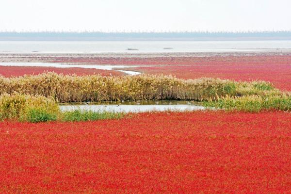 条子泥景区游玩攻略-门票价格-景点信息