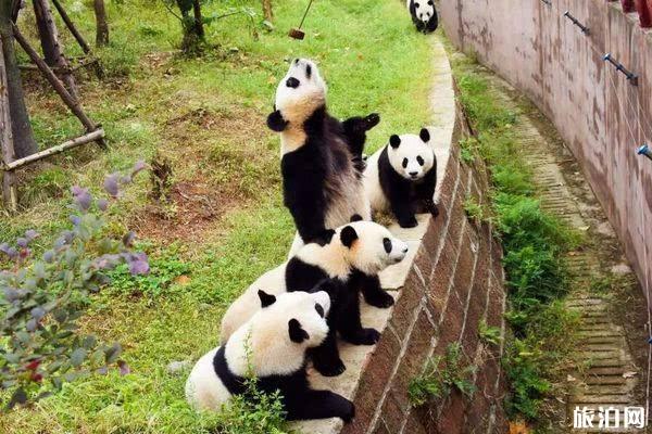 成都大熊猫繁育研究基地门票 大熊猫基地旅游攻略