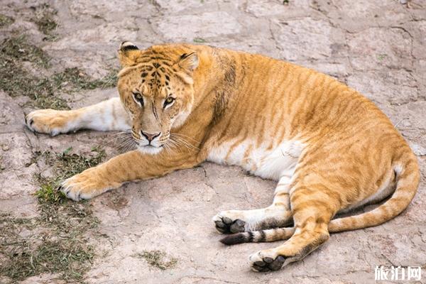 神雕山野生動物世界門票及游玩攻略