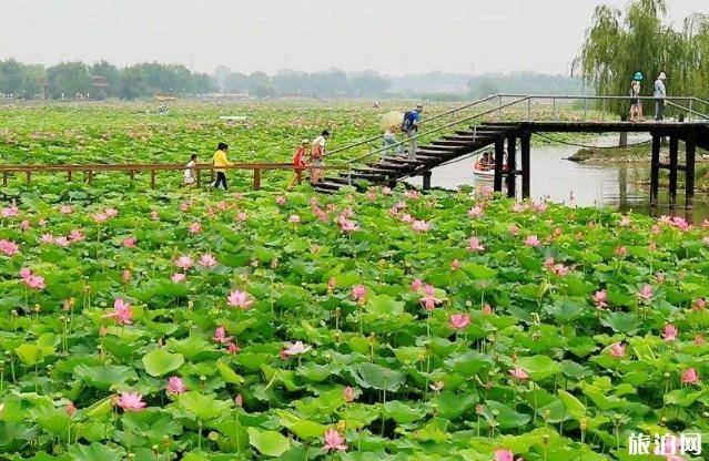 白洋淀景区现在开放吗 白洋淀景区开放时间