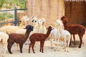 2025邯鄲佛山野生動物園門票多少