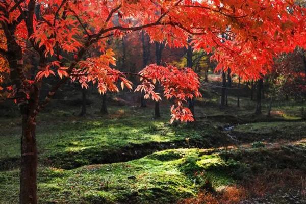 國內十大紅楓景點推薦 觀賞紅楓最出名地點