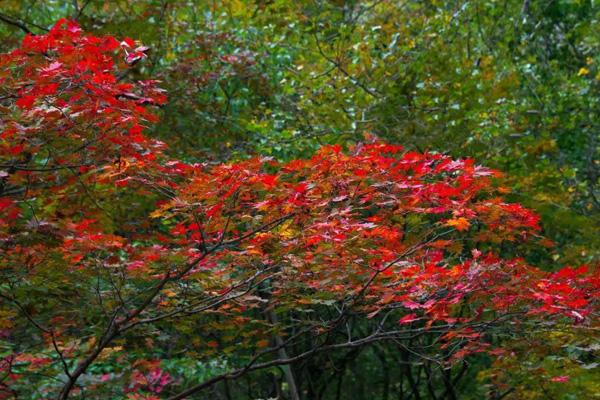 國內十大紅楓景點推薦 觀賞紅楓最出名地點