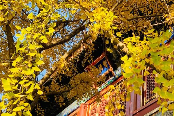 北京秋季适合去哪里旅游 十大秋季旅游最佳去处