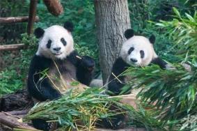 杭州动物园熊猫馆怎么预约2024