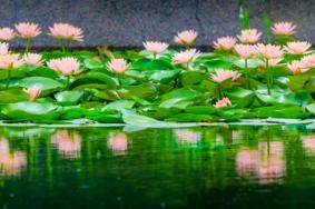 上海观赏睡莲的公园有哪些