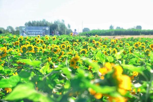 嘉峪关有哪些赏花的花海打卡地推荐