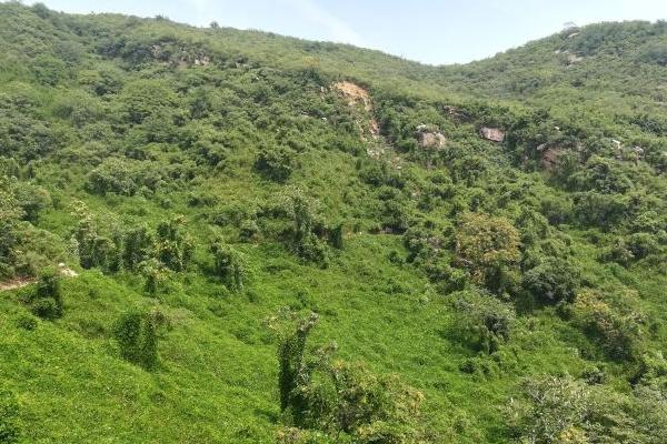 藤龙山风景区在哪里