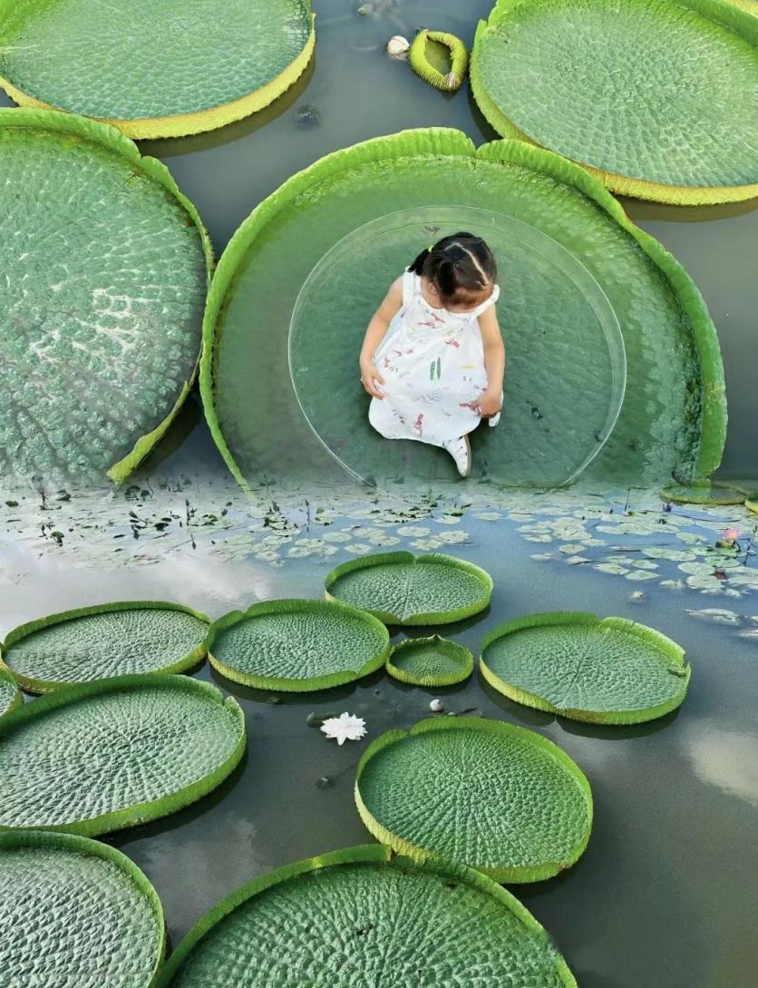 上海有哪些地方能看叶大如盘的王莲