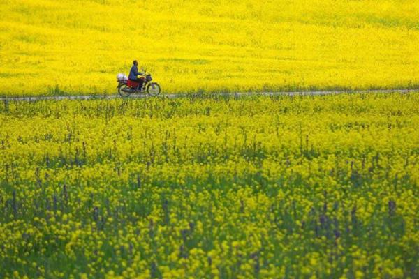 2023潼南崇龛油菜花景区门票多少钱