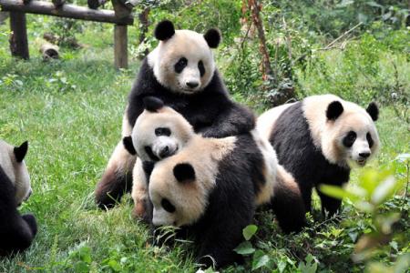 2024成都大熊猫繁育研究基地游玩攻略-门票价格-景点信息