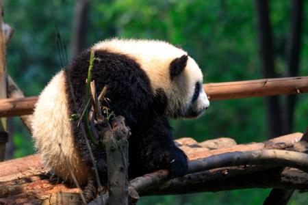2024成都大熊猫繁育研究基地游玩攻略-门票价格-景点信息