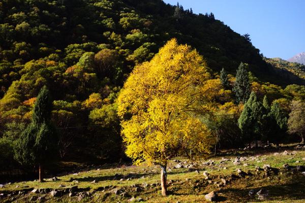 青海的秋天哪里最美 十大秋景最美的地方